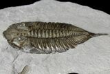 Dalmanites Trilobite Fossil - New York #163590-2